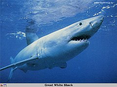 GCSR024-Great_White_Shark copia